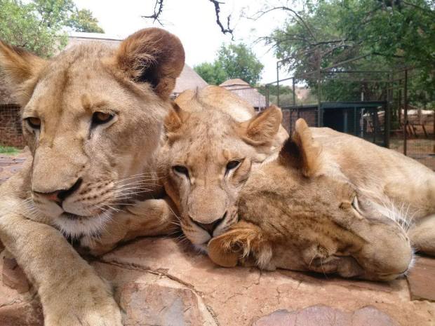 12122507_10156227100695082_6777777695552439416_n